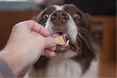 Mush Barf til hund