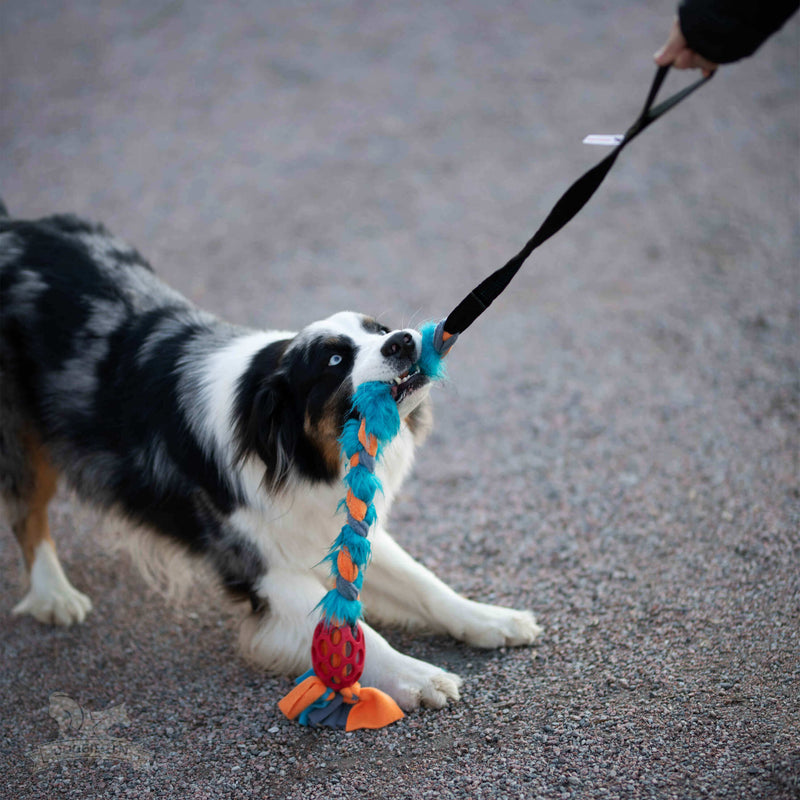 Mush Barf til hund