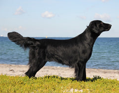 Hvordan undgå jeg at min hund bliver for tyk_overvægtige hunde_vimedpoter_hunde med vægtproblemer_hunde på kur