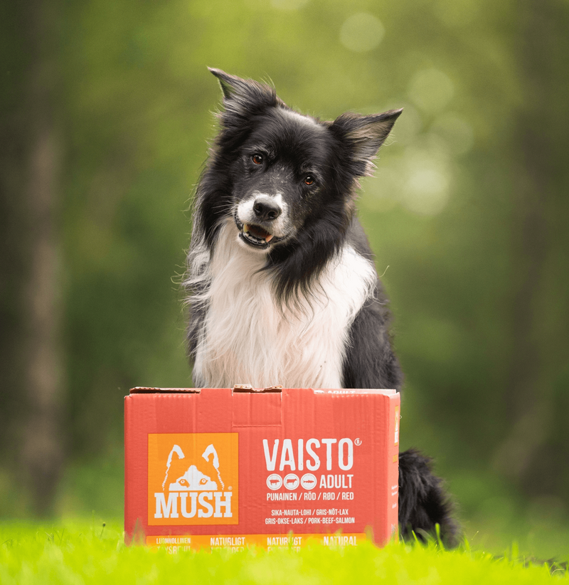 Hvilken Mush variant skal jeg vælge