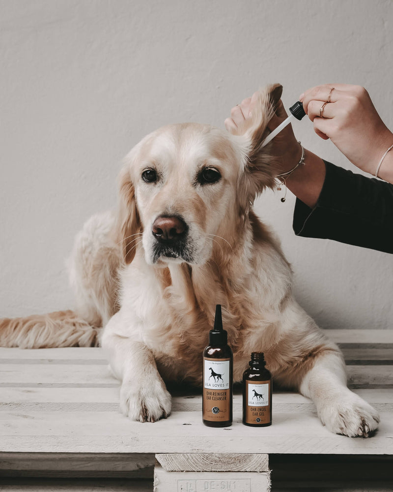 Allergihund og øreproblemer