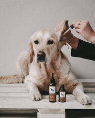Allergihund og øreproblemer