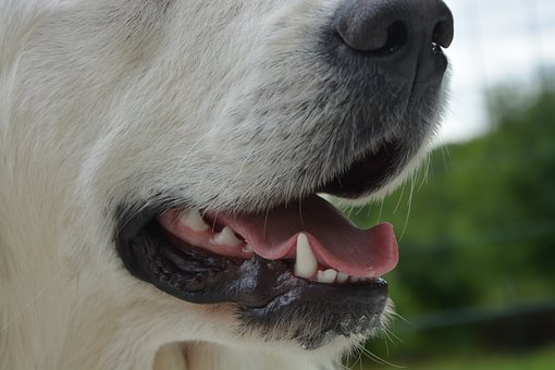 Forebyg tandsten hos din hund.