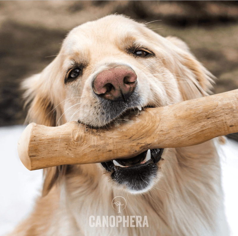 Kaffetræ, til hunde med stort tyggebehov.