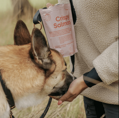 Buddy Crispy Salmon hundegodbidder