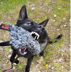 Lille vetbed dutt med håndtag & squeaker
