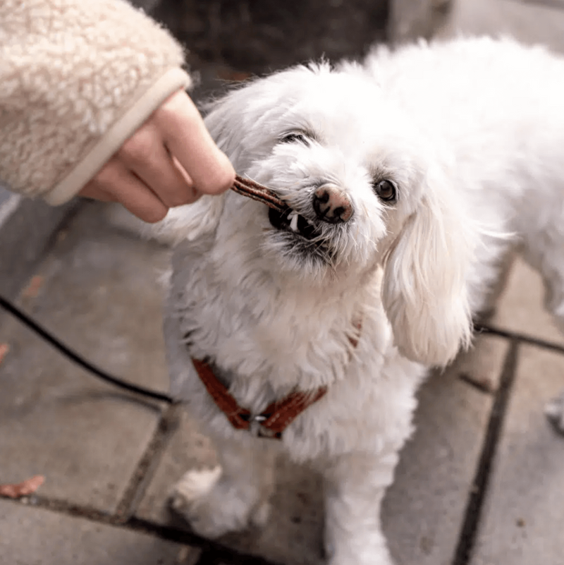 Buddy Dental Chew