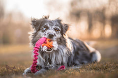 Bungee toys, Chuckit Breathe og kanin
