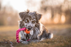 Bungee toys, Chuckit Breathe og kanin