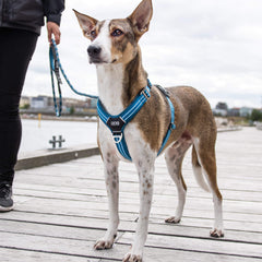 DOG Copenhagen Walk Air, Ocean Blue