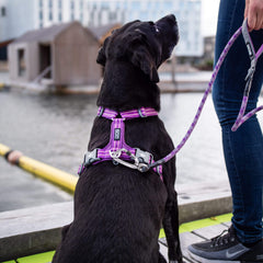 DOG Copenhagen Walk Air, Purple Passion