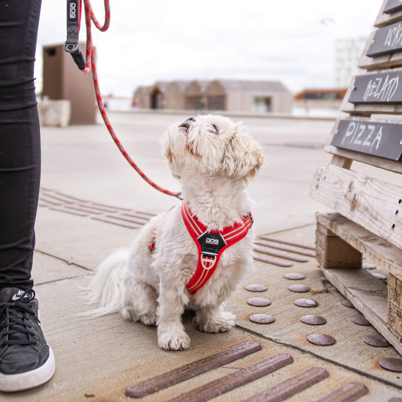 DOG Copenhagen Walk Air, Classic Red (XL tilbage)