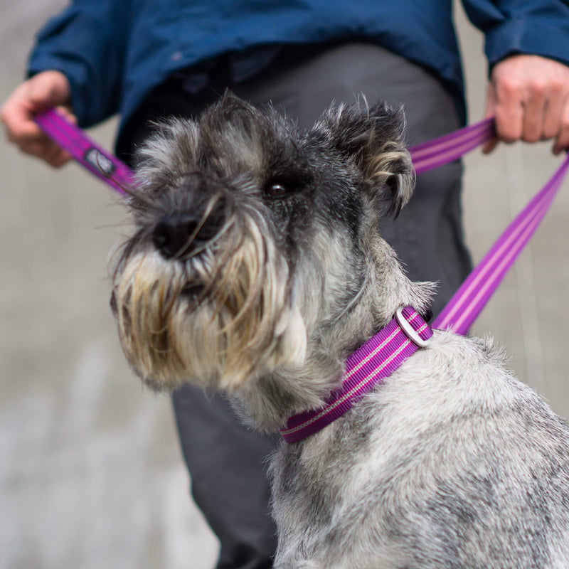 DOG Copenhagen, Urban Style Purple Passion