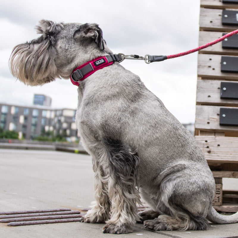 DOG Copenhagen, Urban Explore Wild Rose