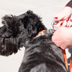 DOG Copenhagen Freestyle Orange Sun