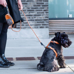 DOG Copenhagen Walk Air, Orange Sun