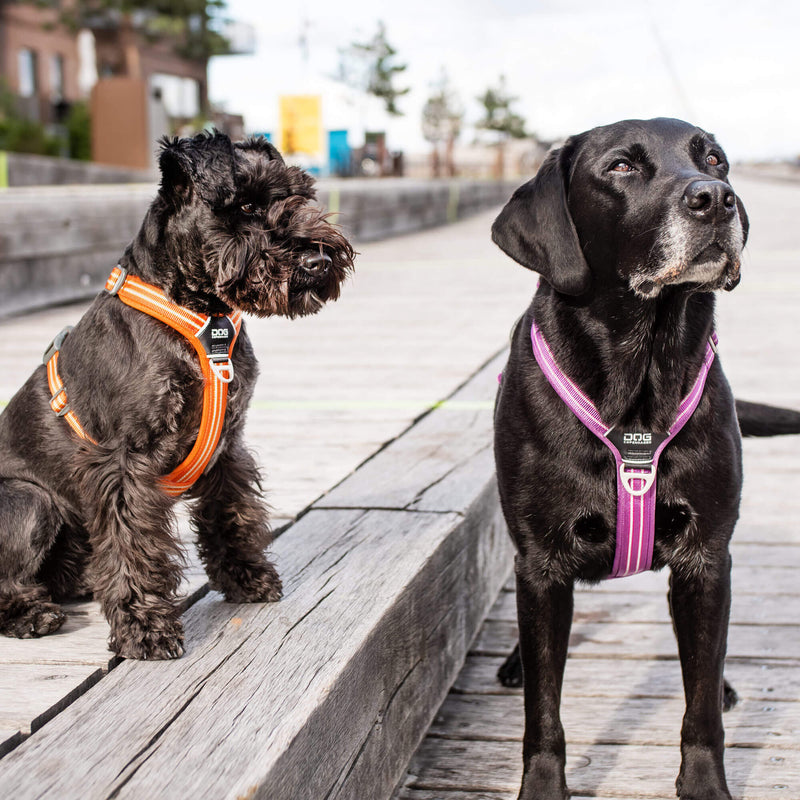 DOG Copenhagen Walk Air, Purple Passion