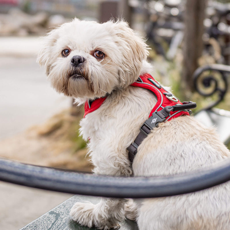 DOG Copenhagen Walk Pro, Classic Red