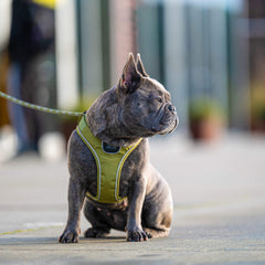 DOG Copenhagen, Walk Go Hunting Green