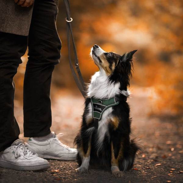 Hundesele, Hunter Divo grøn