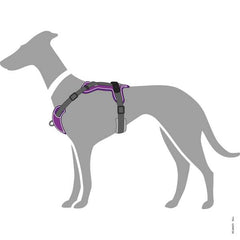 Hundesele, Hunter Divo Violet