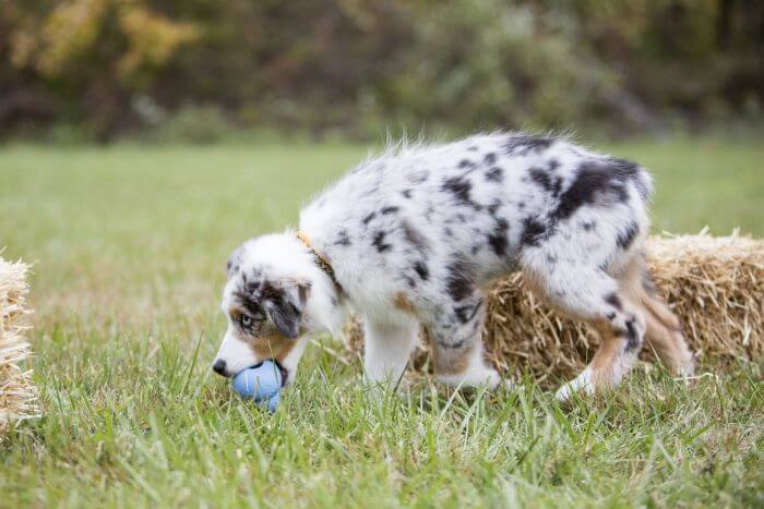 KONG Puppy, lyseblå